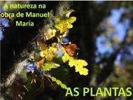 Manuel María: A natureza: as plantas